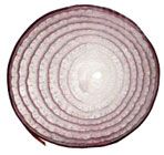 allium_cepa5.jpg